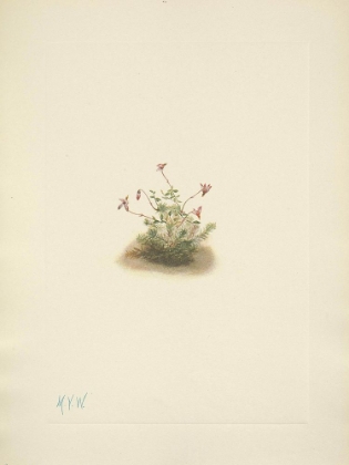 Picture of NORTH AMERICAN WILD FLOWERS 1925 - SMALL CRANBERRY