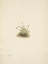 Picture of NORTH AMERICAN WILD FLOWERS 1925 - SMALL CRANBERRY