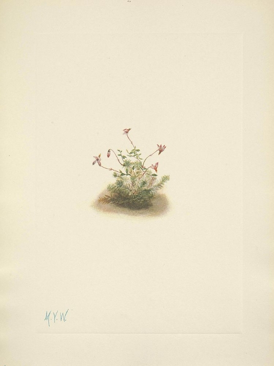 Picture of NORTH AMERICAN WILD FLOWERS 1925 - SMALL CRANBERRY