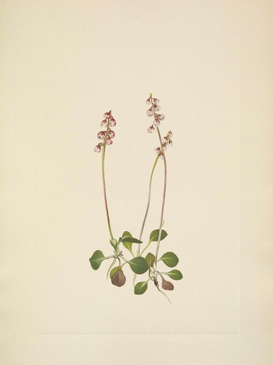 Picture of NORTH AMERICAN WILD FLOWERS 1925 - SMALL PYROLA