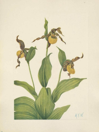Picture of NORTH AMERICAN WILD FLOWERS 1925 - SMALL YELLOW LADYSLIPPER