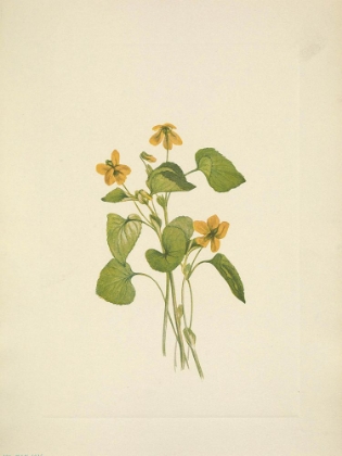 Picture of NORTH AMERICAN WILD FLOWERS 1925 - SMOOTH YELLOW VIOLET
