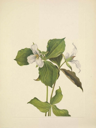 Picture of NORTH AMERICAN WILD FLOWERS 1925 - SNOW TRILLIUM