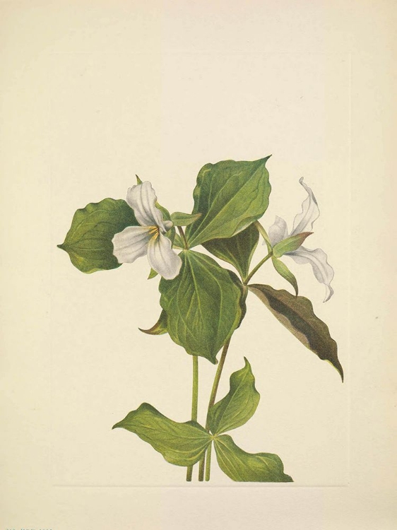 Picture of NORTH AMERICAN WILD FLOWERS 1925 - SNOW TRILLIUM