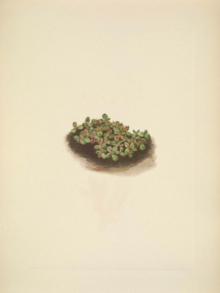 Picture of NORTH AMERICAN WILD FLOWERS 1925 - SNOW WILLOW