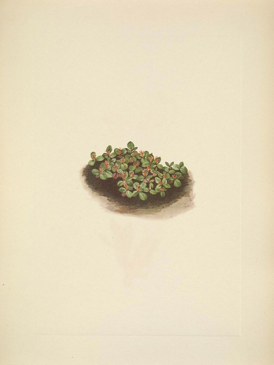 Picture of NORTH AMERICAN WILD FLOWERS 1925 - SNOW WILLOW