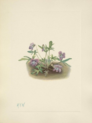 Picture of NORTH AMERICAN WILD FLOWERS 1925 - SOUTHERN COAST VIOLET