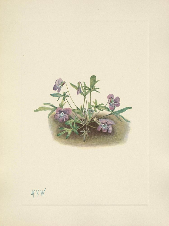 Picture of NORTH AMERICAN WILD FLOWERS 1925 - SOUTHERN COAST VIOLET