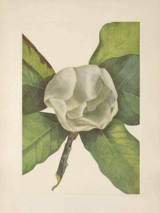 Picture of NORTH AMERICAN WILD FLOWERS 1925 - SOUTHERN MAGNOLIA FLOWER