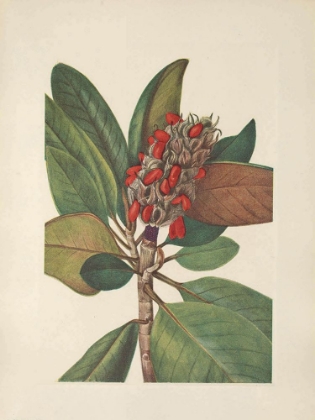Picture of NORTH AMERICAN WILD FLOWERS 1925 - SOUTHERN MAGNOLIA FRUIT