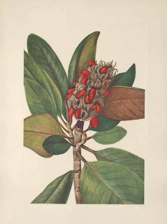 Picture of NORTH AMERICAN WILD FLOWERS 1925 - SOUTHERN MAGNOLIA FRUIT