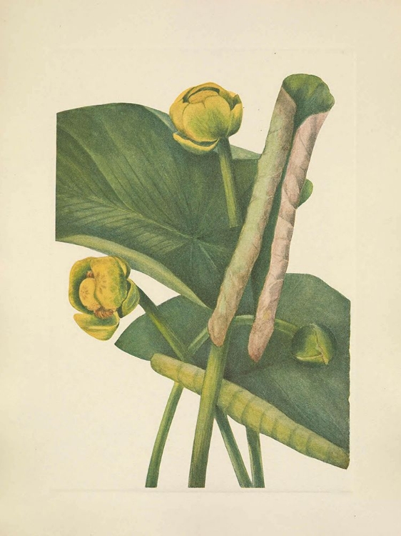Picture of NORTH AMERICAN WILD FLOWERS 1925 - SPATTERDOCK