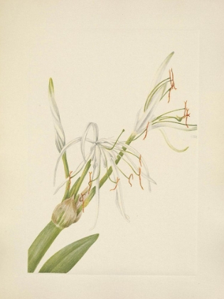 Picture of NORTH AMERICAN WILD FLOWERS 1925 - SPIDERLILY