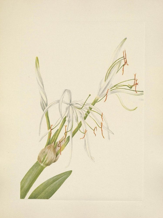 Picture of NORTH AMERICAN WILD FLOWERS 1925 - SPIDERLILY
