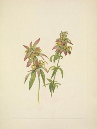 Picture of NORTH AMERICAN WILD FLOWERS 1925 - SPOTTED BEEBALM