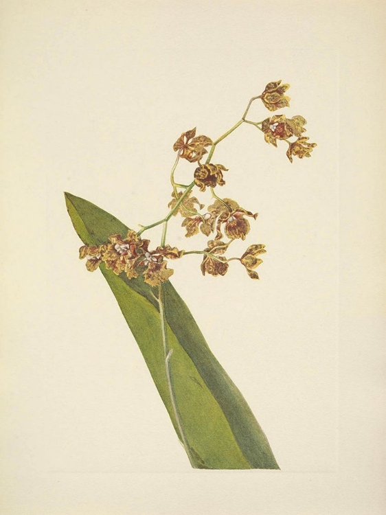 Picture of NORTH AMERICAN WILD FLOWERS 1925 - SPOTTED CYRTOPODIUM