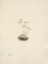 Picture of NORTH AMERICAN WILD FLOWERS 1925 - SPOTTED SAXIFRAGE