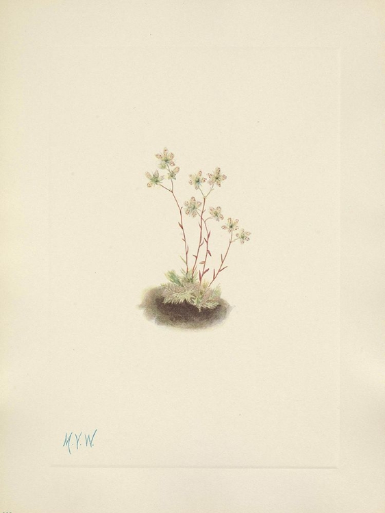 Picture of NORTH AMERICAN WILD FLOWERS 1925 - SPOTTED SAXIFRAGE