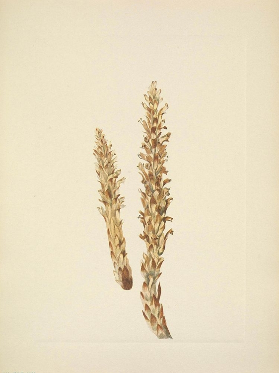 Picture of NORTH AMERICAN WILD FLOWERS 1925 - SQUAWROOT