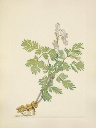 Picture of NORTH AMERICAN WILD FLOWERS 1925 - SQUIRRELCORN