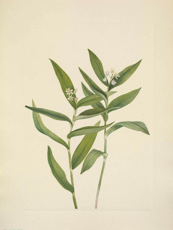 Picture of NORTH AMERICAN WILD FLOWERS 1925 - STAR SOLOMONPLUME
