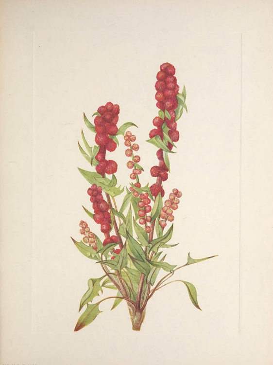 Picture of NORTH AMERICAN WILD FLOWERS 1925 - STRAWBERRY-BLITE