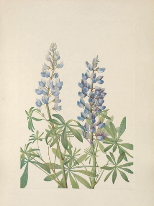 Picture of NORTH AMERICAN WILD FLOWERS 1925 - SUNDIAL LUPINE