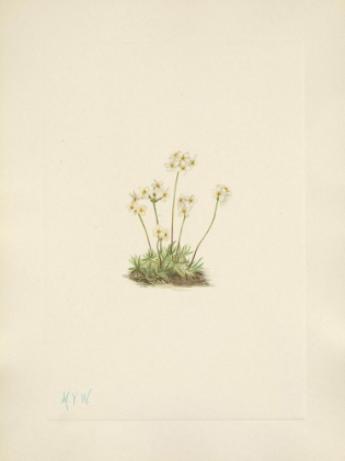 Picture of NORTH AMERICAN WILD FLOWERS 1925 - SWEET ANDROSACE
