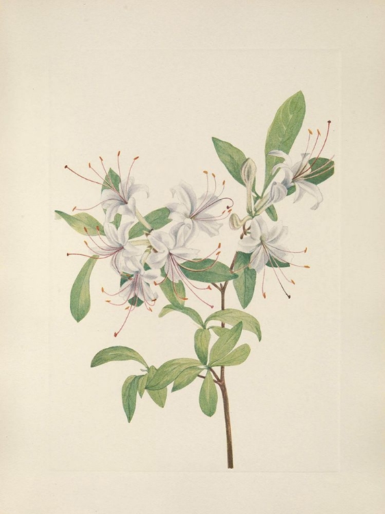 Picture of NORTH AMERICAN WILD FLOWERS 1925 - SWEET AZALEA