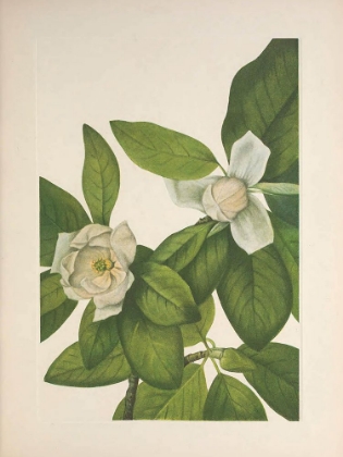 Picture of NORTH AMERICAN WILD FLOWERS 1925 - SWEET BAY