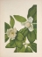 Picture of NORTH AMERICAN WILD FLOWERS 1925 - SWEET BAY