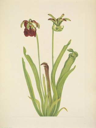 Picture of NORTH AMERICAN WILD FLOWERS 1925 - SWEET PITCHERPLANT