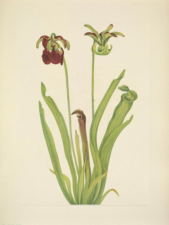 Picture of NORTH AMERICAN WILD FLOWERS 1925 - SWEET PITCHERPLANT