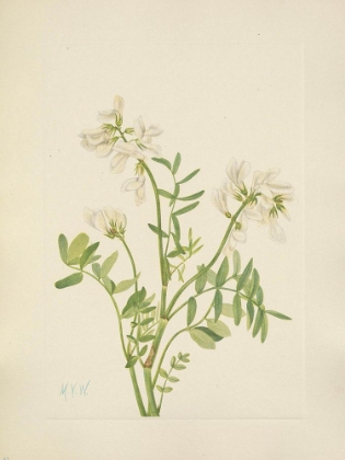 Picture of NORTH AMERICAN WILD FLOWERS 1925 - SWEETVETCH