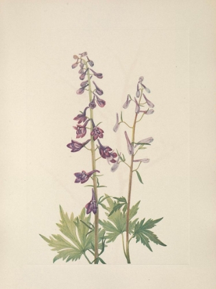 Picture of NORTH AMERICAN WILD FLOWERS 1925 - TALL LARKSPUR