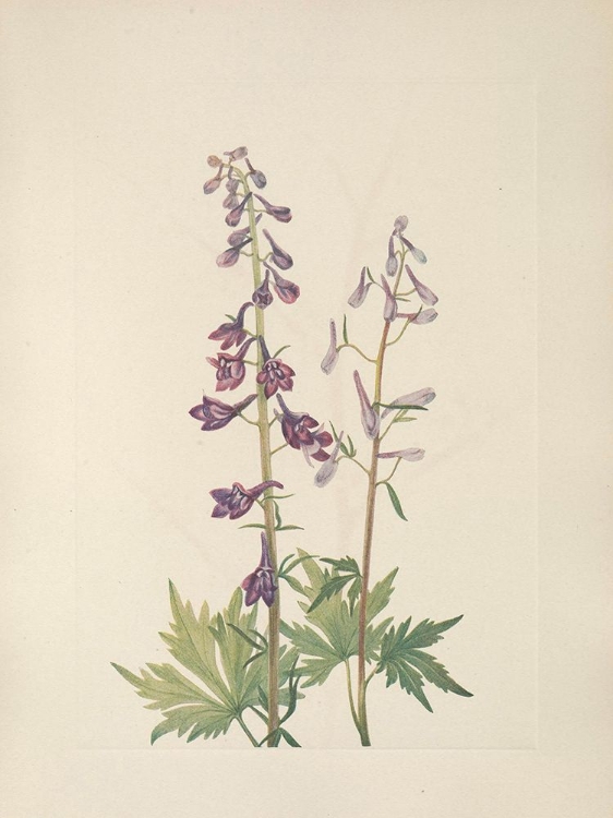 Picture of NORTH AMERICAN WILD FLOWERS 1925 - TALL LARKSPUR