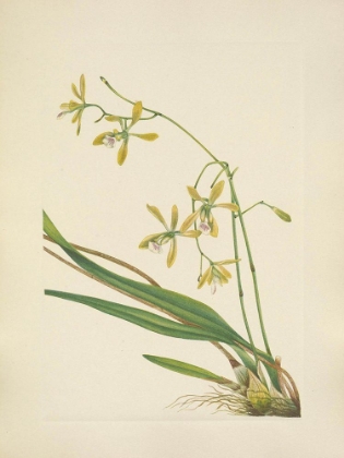 Picture of NORTH AMERICAN WILD FLOWERS 1925 - TAMPA EPIDENDRUM
