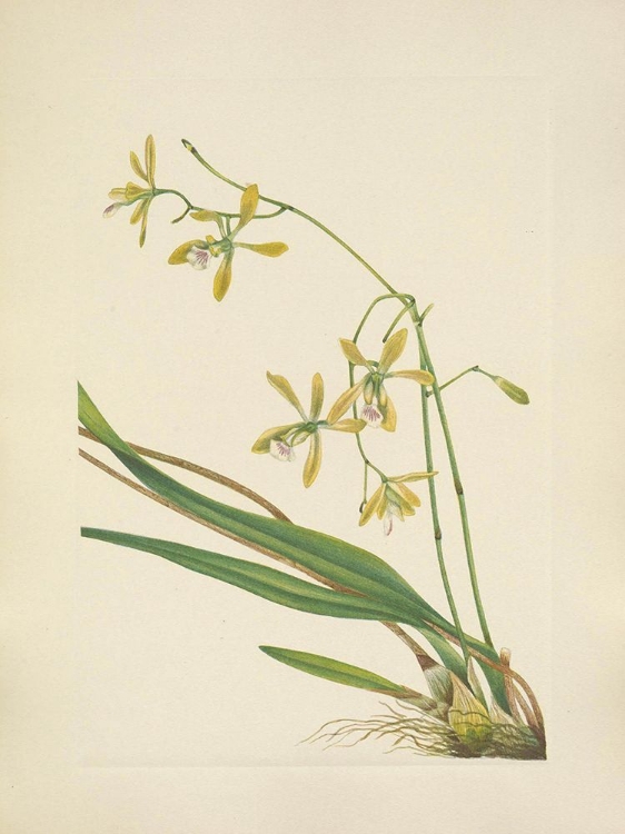 Picture of NORTH AMERICAN WILD FLOWERS 1925 - TAMPA EPIDENDRUM