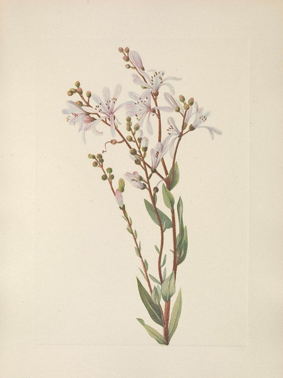 Picture of NORTH AMERICAN WILD FLOWERS 1925 - TARFLOWER