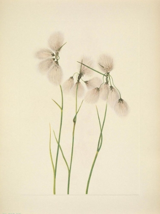 Picture of NORTH AMERICAN WILD FLOWERS 1925 - TASSEL COTTONGRASS