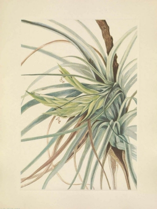 Picture of NORTH AMERICAN WILD FLOWERS 1925 - TILLANDSIA
