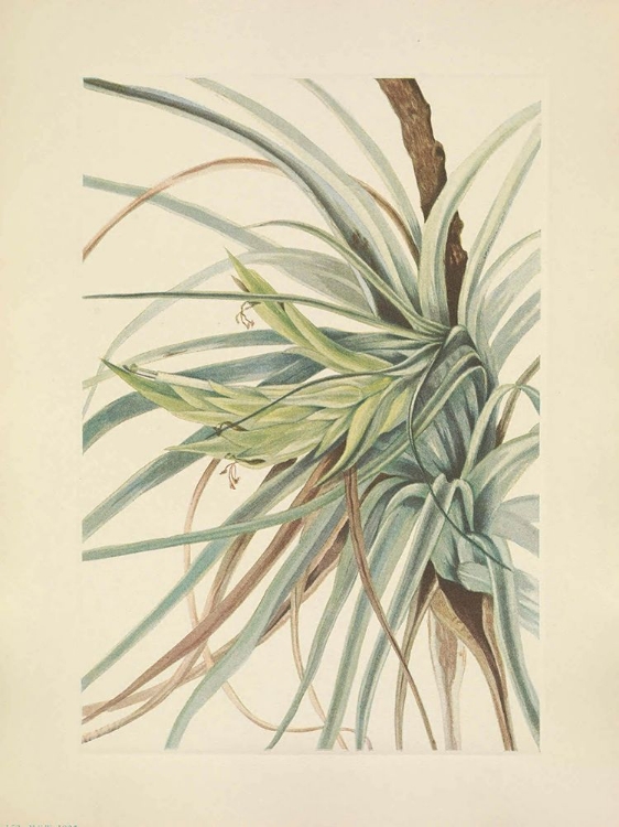 Picture of NORTH AMERICAN WILD FLOWERS 1925 - TILLANDSIA