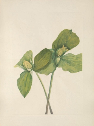 Picture of NORTH AMERICAN WILD FLOWERS 1925 - TOAD TRILLIUM
