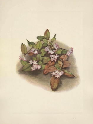 Picture of NORTH AMERICAN WILD FLOWERS 1925 - TRAILING ARBUTUS