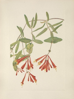 Picture of NORTH AMERICAN WILD FLOWERS 1925 - TRUMPET HONEYSUCKLE