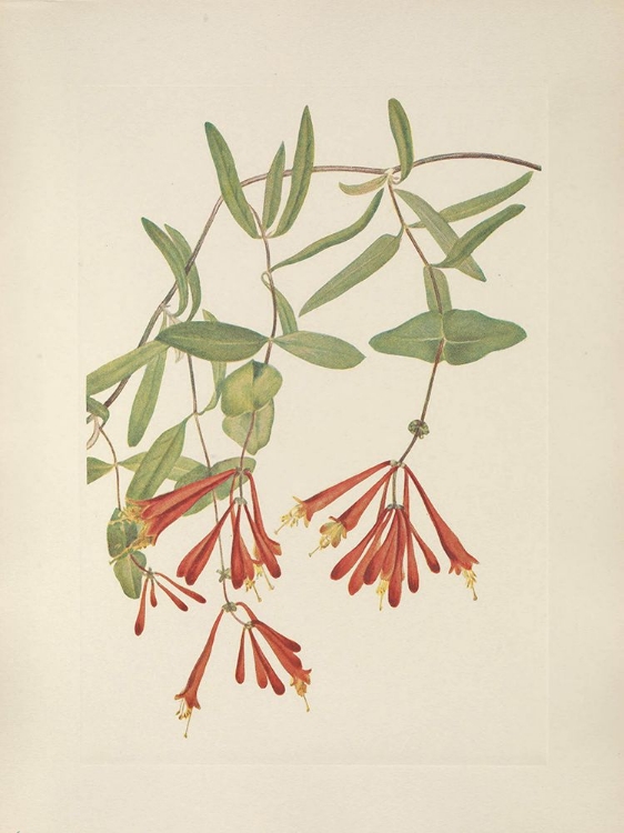 Picture of NORTH AMERICAN WILD FLOWERS 1925 - TRUMPET HONEYSUCKLE