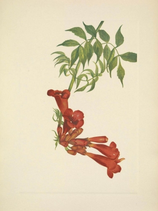 Picture of NORTH AMERICAN WILD FLOWERS 1925 - TRUMPETCREEPER