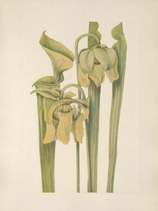 Picture of NORTH AMERICAN WILD FLOWERS 1925 - TRUMPETLEAF