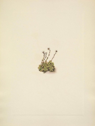 Picture of NORTH AMERICAN WILD FLOWERS 1925 - TUFTED SAXIFRAGE