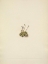 Picture of NORTH AMERICAN WILD FLOWERS 1925 - TUFTED SAXIFRAGE